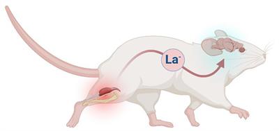 Lactate shuttling as an allostatic means of thermoregulation in the brain